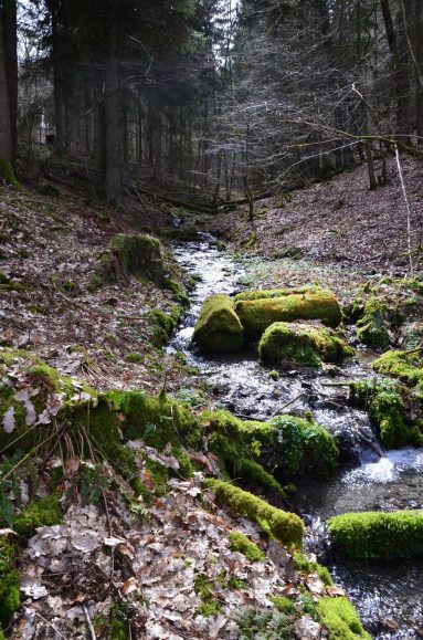 Naurath-Wald-Hochwald-Nationalparkregion-22b