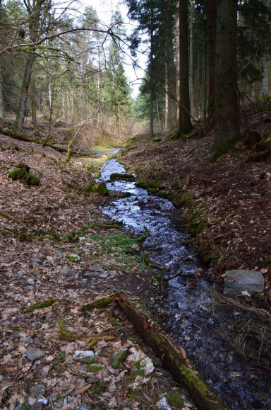 Naurath-Wald-Hochwald-Nationalparkregion-22c