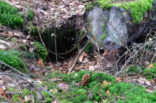 Naurath-Wald-5-Täler-Tour-60