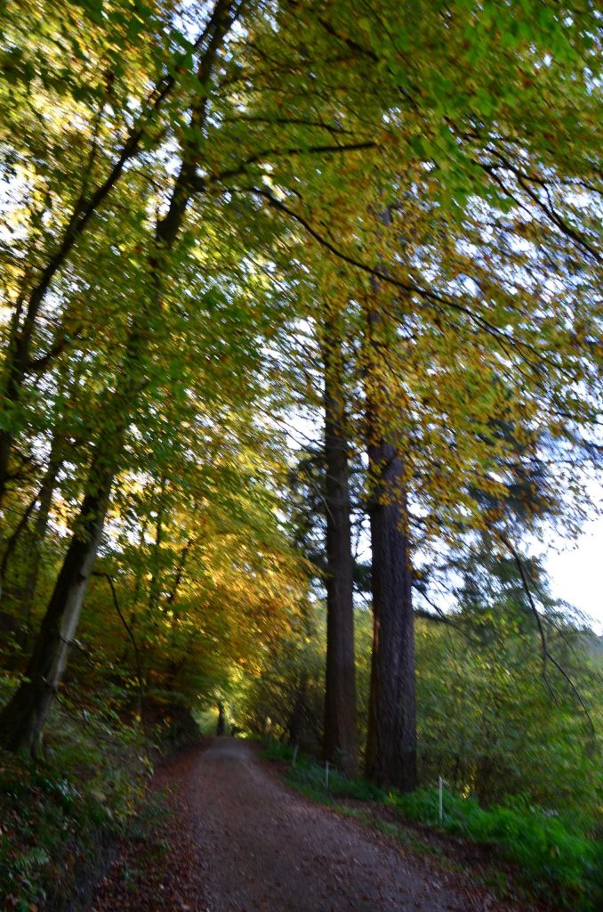 Traumschleife 5-Täler-Tour, Naurath-Wald-Hochwald