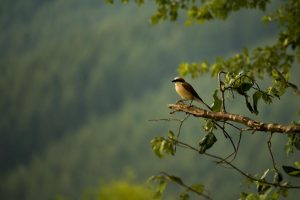 Naurath-Wald-Nationalpark-Region-Natur-Erholung im Hochwald