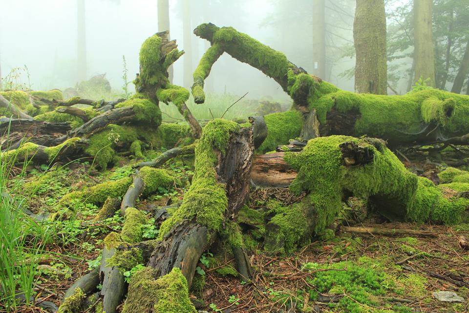 Naurath-Wald-Nationalpark-Region-Natur-Erholung im Hochwald