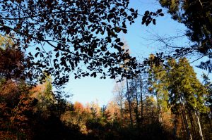 Naurath Wald im Herbst_Hochwald_Nationalparkregion