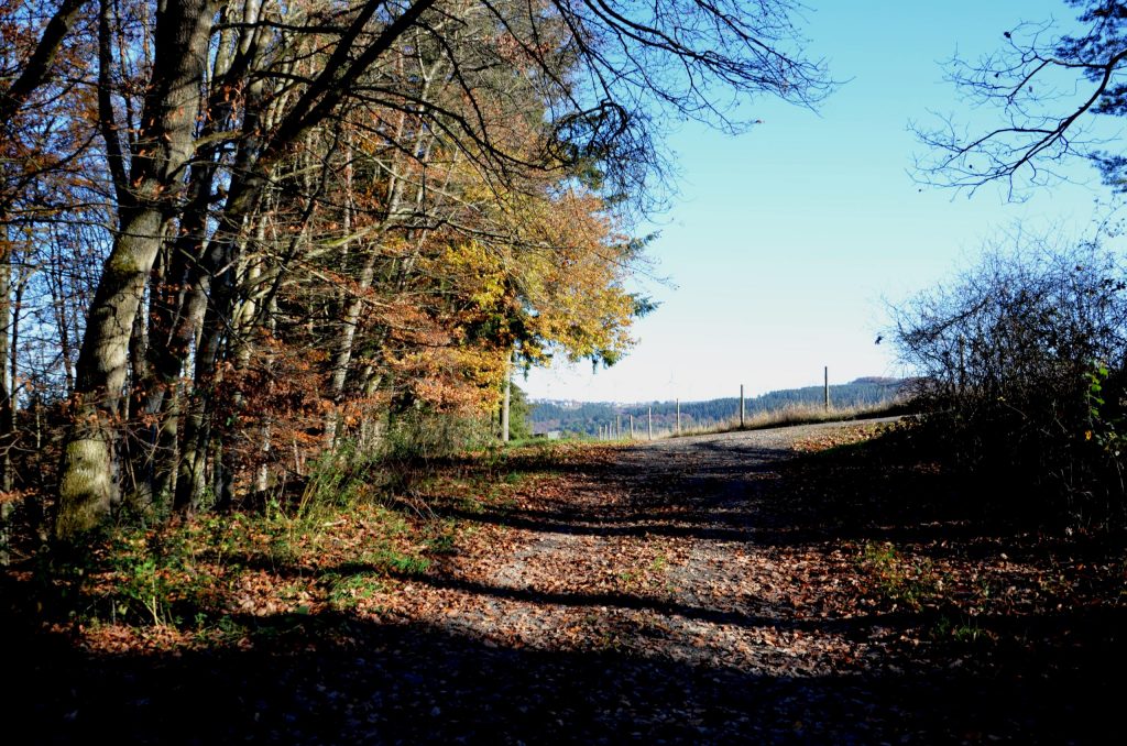 Naurath Wald im Herbst_Hochwald_Nationalparkregion